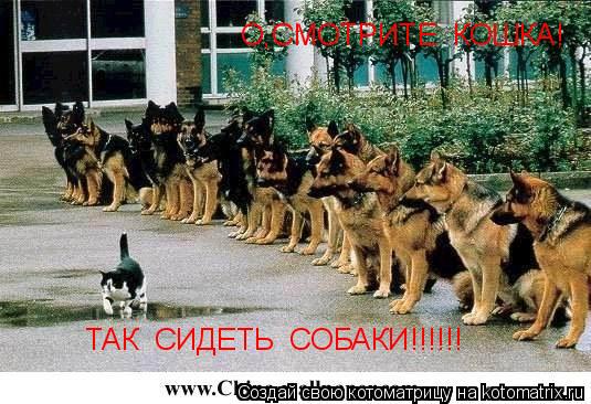 О,СМОТРИТЕ КОШКА! ТАК СИДЕТЬ СОБАКИ!!!!!!... Котоматрица: О,СМОТРИТЕ КОШКА! ТАК СИДЕТЬ СОБАКИ!!!!!!