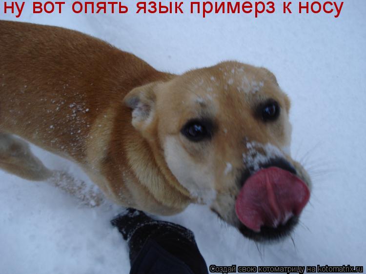 ну вот опять язык примерз к носу... Котоматрица: ну вот опять язык примерз к носу