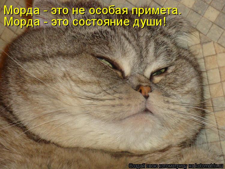 Морда - это состояние души! Морда - это не особая примета.... Котоматрица: Морда - это состояние души! Морда - это не особая примета.