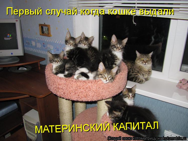 Первый случай когда кошке выдали МАТЕРИНСКИЙ КАПИТАЛ... Котоматрица: Первый случай когда кошке выдали МАТЕРИНСКИЙ КАПИТАЛ