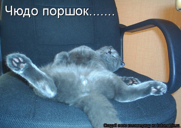 Чюдо поршок.......... Котоматрица: Чюдо поршок.......