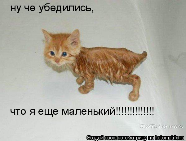 ну че убедились, что я еще маленький!!!!!!!!!!!!!!... Котоматрица: ну че убедились, что я еще маленький!!!!!!!!!!!!!!