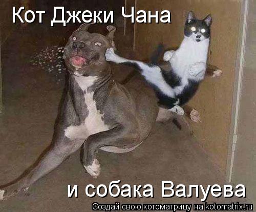 Кот Джеки Чана и собака Валуева... Котоматрица: Кот Джеки Чана и собака Валуева