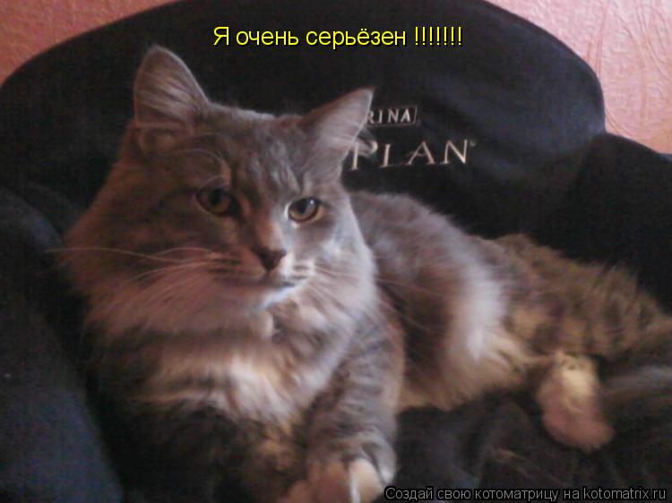 Я очень серьёзен !!!!!!!... Котоматрица: Я очень серьёзен !!!!!!!