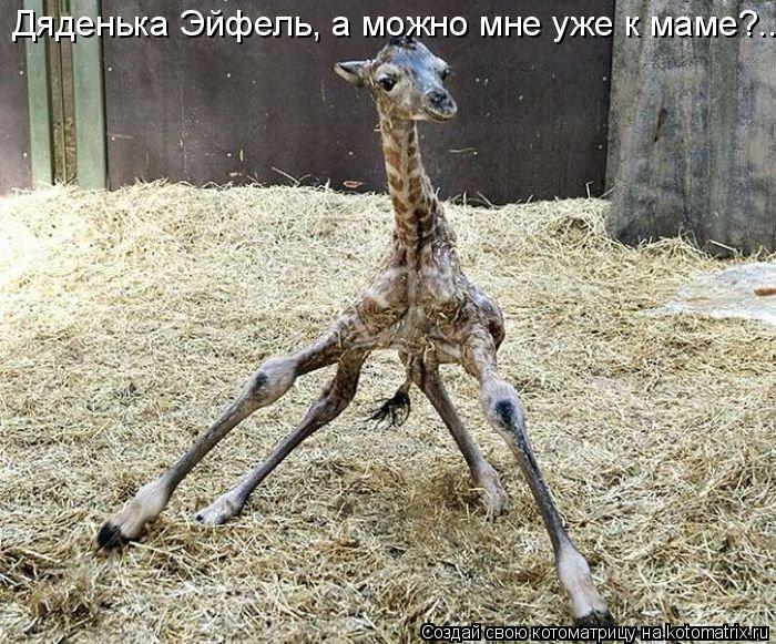 Дяденька Эйфель, а можно мне уже к маме?...... Котоматрица: Дяденька Эйфель, а можно мне уже к маме?...