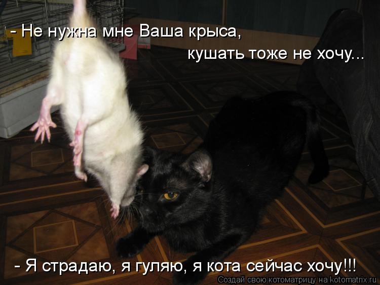 - Не нужна мне Ваша крыса, - Я страдаю, я гуляю, я кота сейчас хочу!!! кушать тоже не хочу...... Котоматрица: - Не нужна мне Ваша крыса, - Я страдаю, я гуляю, я кота сейчас хочу!!! кушать тоже не хочу...