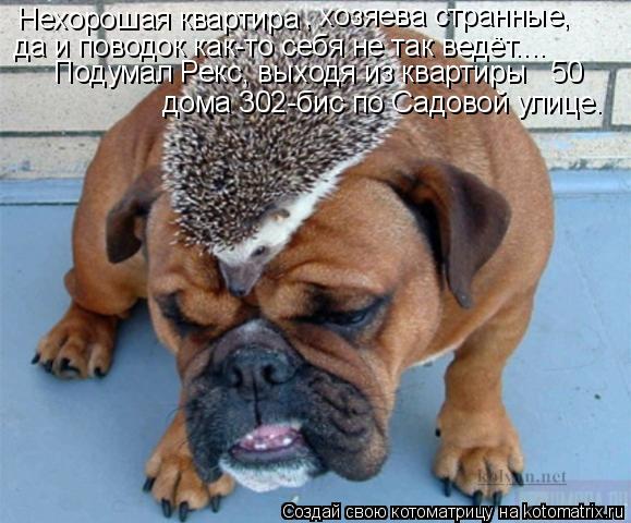 Нехорошая квартира , хозяева странные, да и поводок как-то себя не так ведёт.... Подумал Рекс, выхо... Котоматрица: Нехорошая квартира , хозяева странные, да и поводок как-то себя не так ведёт.... Подумал Рекс, выходя из квартиры № 50 дома 302-бис по Садовой у