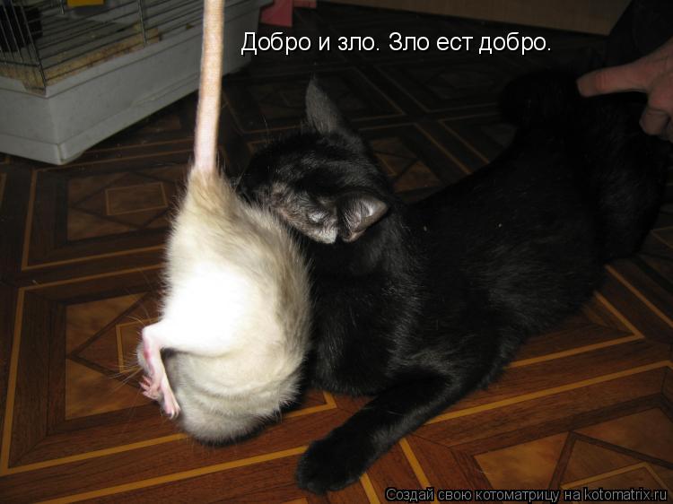 Добро и зло. Зло ест добро.... Котоматрица: Добро и зло. Зло ест добро.