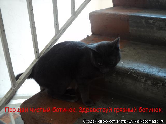Прощай чистый ботинок. Здравствуй грязный ботинок.... Котоматрица: Прощай чистый ботинок. Здравствуй грязный ботинок.