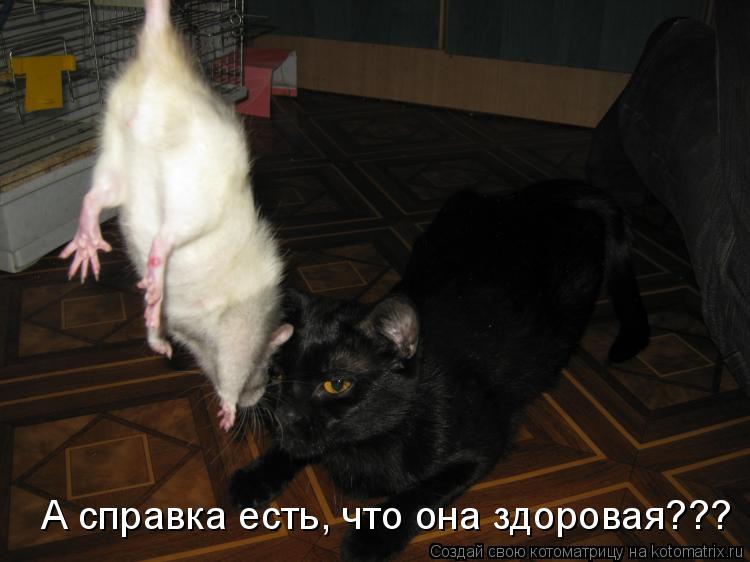 А справка есть, что она здоровая???... Котоматрица: А справка есть, что она здоровая???