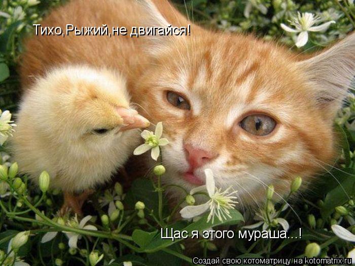 Тихо,Рыжий,не двигайся! Щас я этого мураша...!... Котоматрица: Тихо,Рыжий,не двигайся! Щас я этого мураша...!