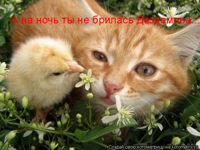 А на ночь ты не брилась Дездемона...... Котоматрица: А на ночь ты не брилась Дездемона...