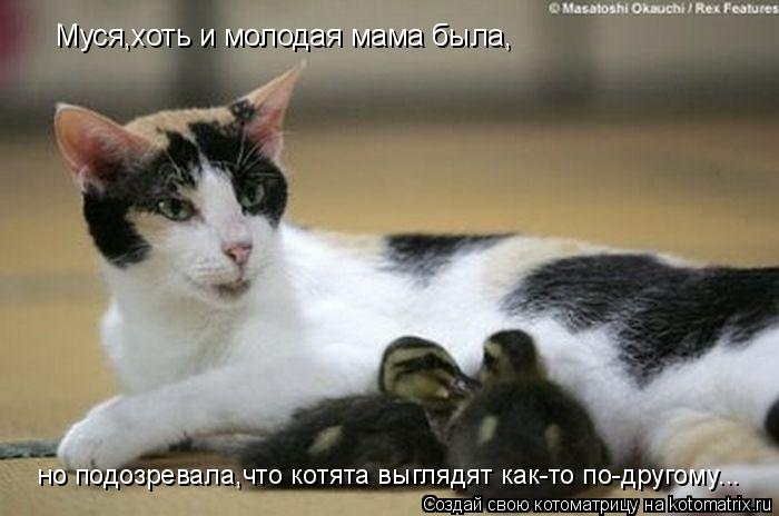 Муся,хоть и молодая мама была, но подозревала,что котята выглядят как-то по-другому...... Котоматрица: Муся,хоть и молодая мама была, но подозревала,что котята выглядят как-то по-другому...