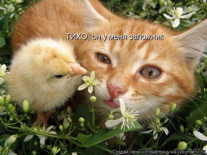ТИХО, он у меня заложник... Котоматрица: ТИХО, он у меня заложник