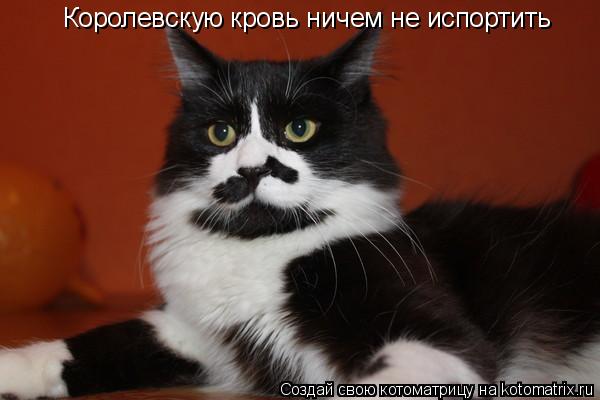 Королевскую кровь ничем не испортить... Котоматрица: Королевскую кровь ничем не испортить