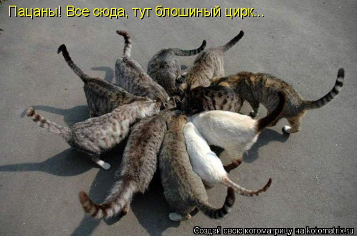 Пацаны! Все сюда, тут блошиный цирк...... Котоматрица: Пацаны! Все сюда, тут блошиный цирк...