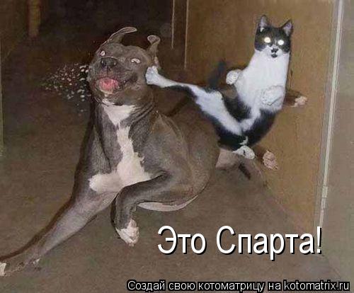 Это Спарта!... Котоматрица: Это Спарта!