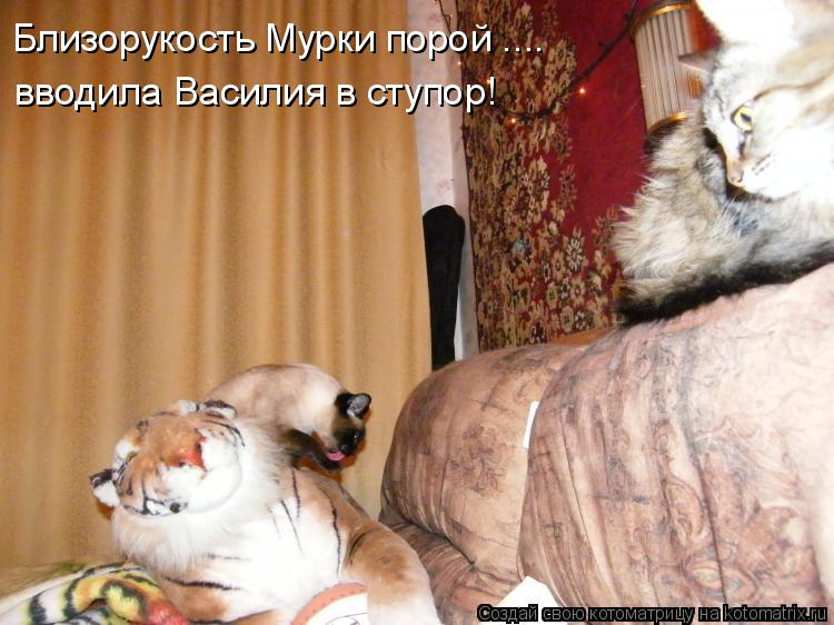 Близорукость Мурки порой .... вводила Василия в ступор!... Котоматрица: Близорукость Мурки порой .... вводила Василия в ступор!