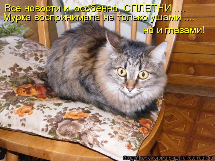 Все новости и, особенно, СПЛЕТНИ .... Мурка воспринимала не только ушами .... но и глазами!... Котоматрица: Все новости и, особенно, СПЛЕТНИ .... Мурка воспринимала не только ушами .... но и глазами!