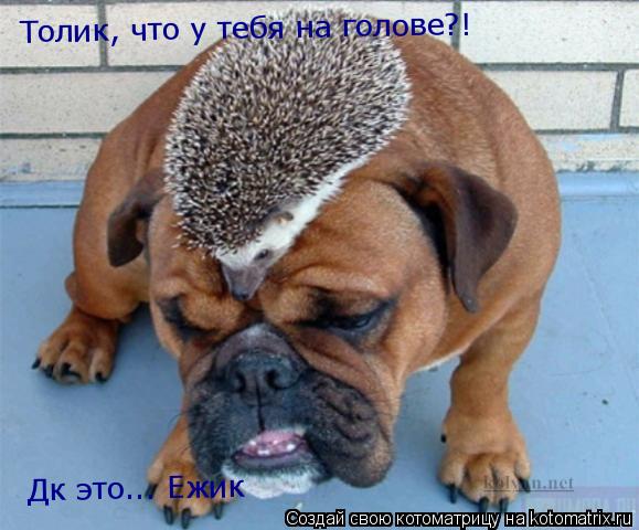 Толик, что у тебя на голове?! Дк это... Ежик... Котоматрица: Толик, что у тебя на голове?! Дк это... Ежик