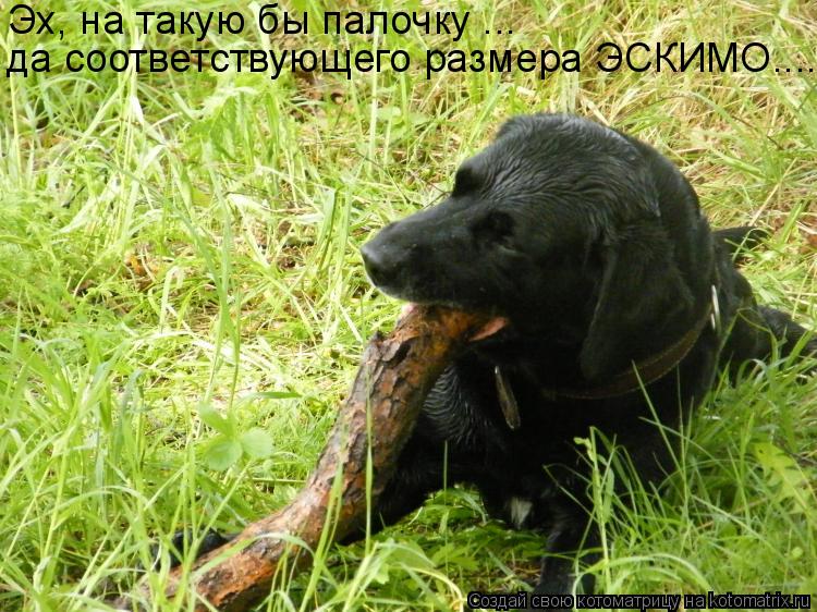 Эх, на такую бы палочку ... да соответствующего размера ЭСКИМО....... Котоматрица: Эх, на такую бы палочку ... да соответствующего размера ЭСКИМО....