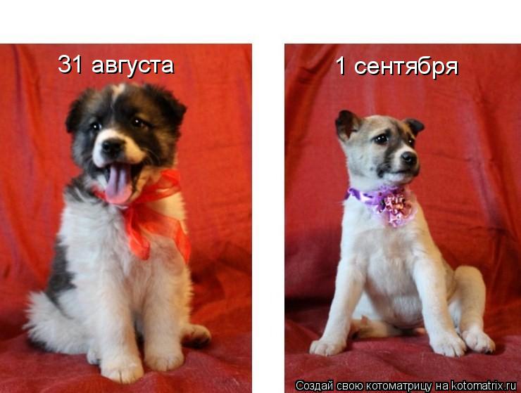 31 августа 1 сентября... Котоматрица: 31 августа 1 сентября