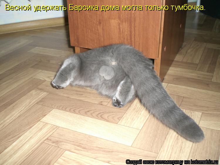 Весной удержать Барсика дома могла только тумбочка.... Котоматрица: Весной удержать Барсика дома могла только тумбочка.