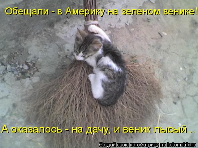 Обещали - в Америку на зеленом венике! А оказалось - на дачу, и веник лысый...... Котоматрица: Обещали - в Америку на зеленом венике! А оказалось - на дачу, и веник лысый...