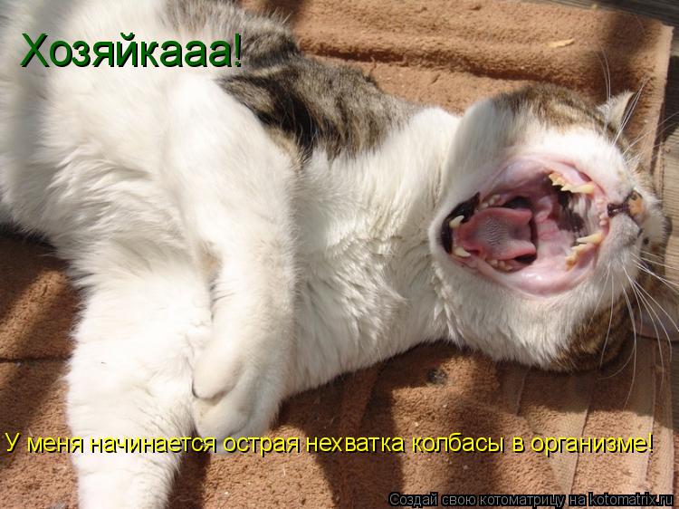 Хозяйкааа! У меня начинается острая нехватка колбасы в организме!... Котоматрица: Хозяйкааа! У меня начинается острая нехватка колбасы в организме!