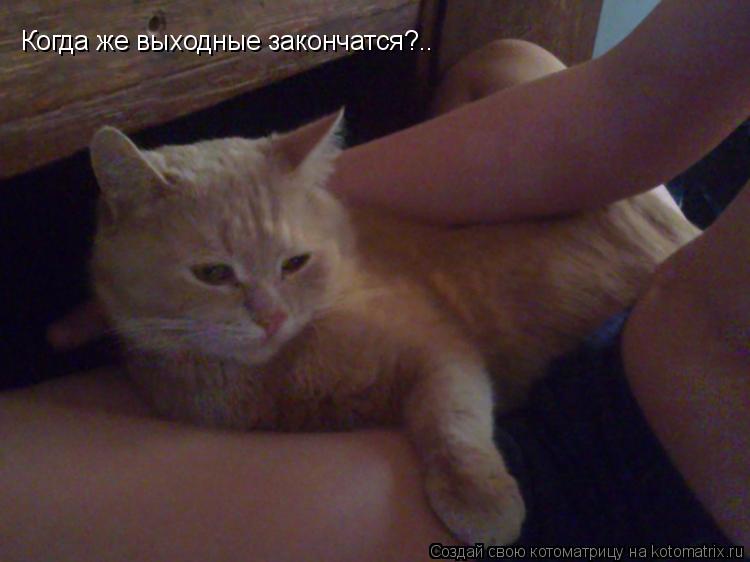 Когда же выходные закончатся?..... Котоматрица: Когда же выходные закончатся?..