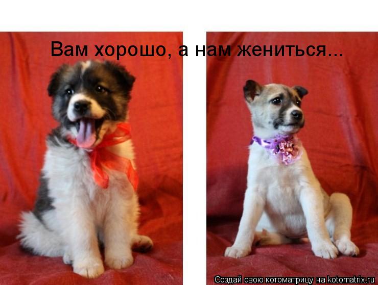 Вам хорошо, а нам жениться...... Котоматрица: Вам хорошо, а нам жениться...
