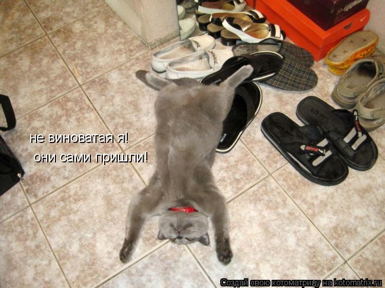не виноватая я! они сами пришли!... Котоматрица: не виноватая я! они сами пришли!
