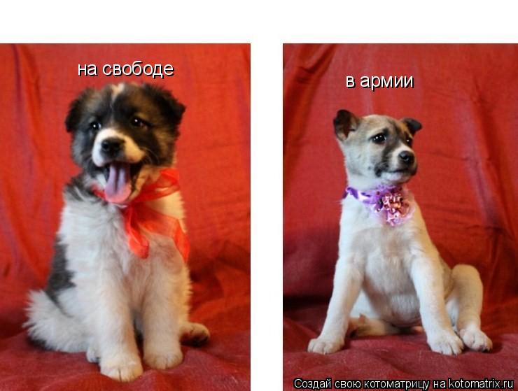 на свободе в армии... Котоматрица: на свободе в армии