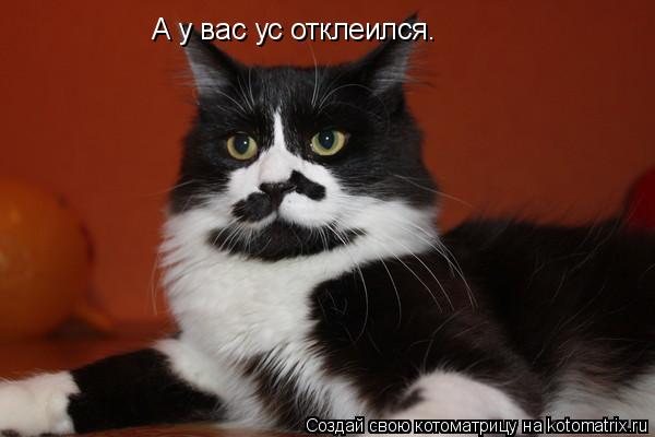 А у вас ус отклеился…... Котоматрица: А у вас ус отклеился…