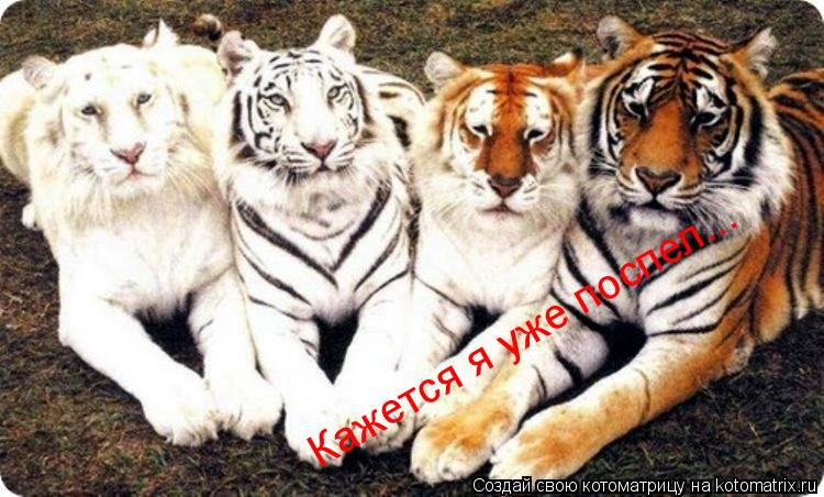Кажется я уже поспел...... Котоматрица: Кажется я уже поспел...