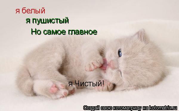 я белый я пушистый Но самое главное я Чистый!... Котоматрица: я белый я пушистый Но самое главное я Чистый!