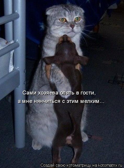 Сами хозяева опять в гости, а мне нянчиться с этим мелким...... Котоматрица: Сами хозяева опять в гости, а мне нянчиться с этим мелким...