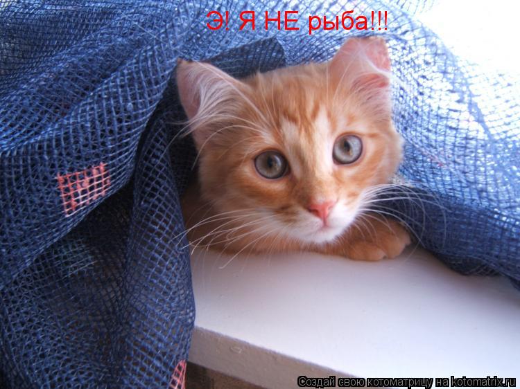 Э! Я НЕ рыба!!!... Котоматрица: Э! Я НЕ рыба!!!