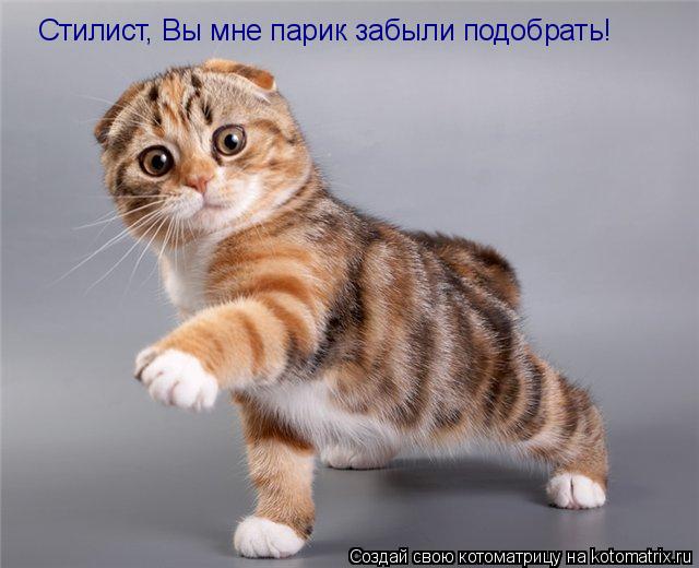 Стилист, Вы мне парик забыли подобрать!... Котоматрица: Стилист, Вы мне парик забыли подобрать!