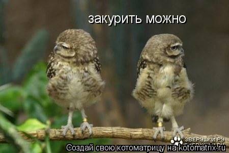 закурить можно... Котоматрица: закурить можно