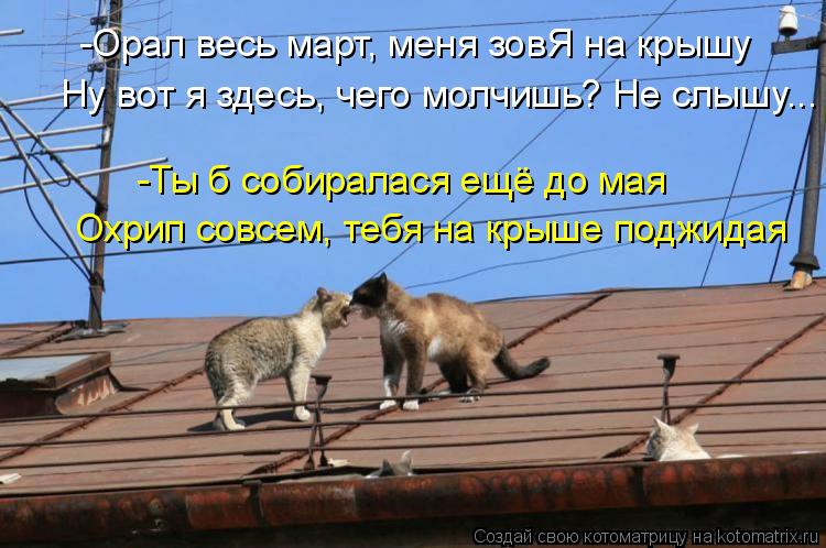 Котоматрица: -Орал весь март, меня зовЯ на крышу Ну вот я здесь, чего молчишь? Не слышу... -Ты б собиралася ещё до мая Охрип совсем, тебя на крыше поджидая