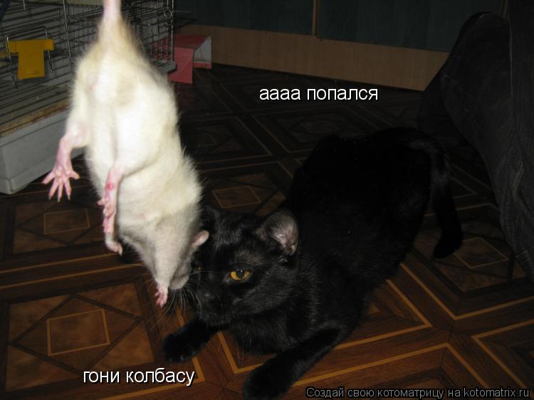аааа попался гони колбасу... Котоматрица: аааа попался гони колбасу