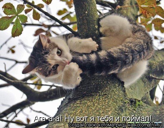 Ага-а-а! Ну вот я тебя и поймал!... Котоматрица: Ага-а-а! Ну вот я тебя и поймал!