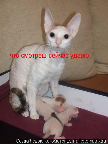 что смотреш сейчас ударю... Котоматрица: что смотреш сейчас ударю