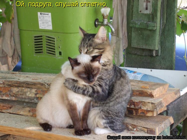 Ой, подруга, слушай сплетню.... Котоматрица: Ой, подруга, слушай сплетню.
