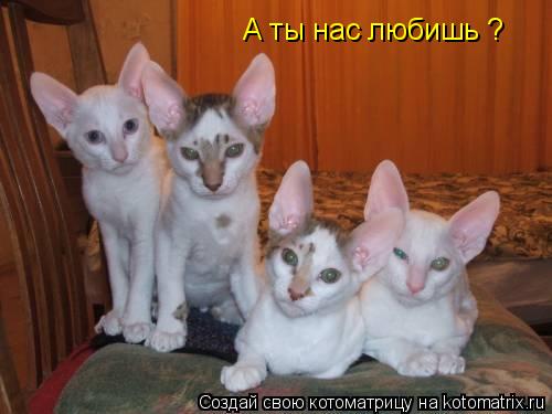 А ты нас любишь ?... Котоматрица: А ты нас любишь ?