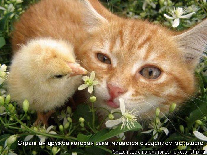 Странная дружба которая заканчивается съедением меньшего... Котоматрица: Странная дружба которая заканчивается съедением меньшего