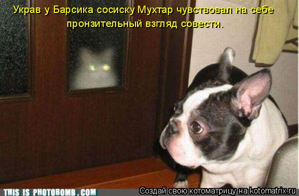 Украв у Барсика сосиску Мухтар чувствовал на себе пронзительный взгляд совести.... Котоматрица: Украв у Барсика сосиску Мухтар чувствовал на себе пронзительный взгляд совести.