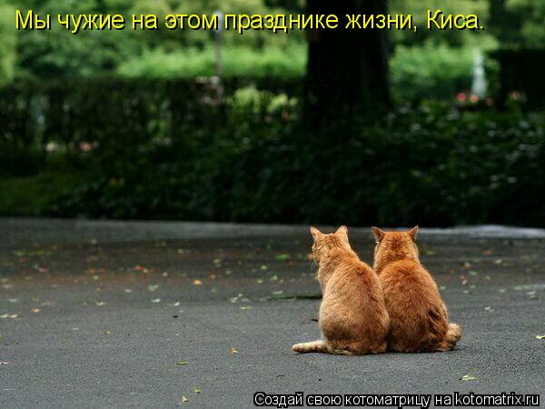 Мы чужие на этом празднике жизни, Киса.... Котоматрица: Мы чужие на этом празднике жизни, Киса.