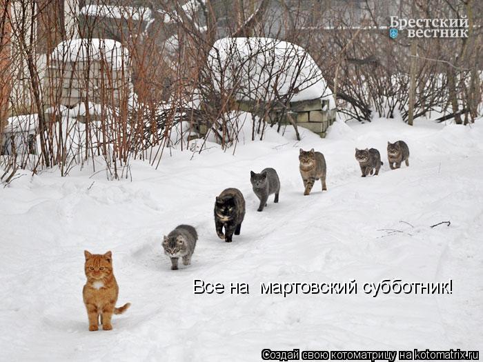 Все на мартовский субботник!... Котоматрица: Все на мартовский субботник!